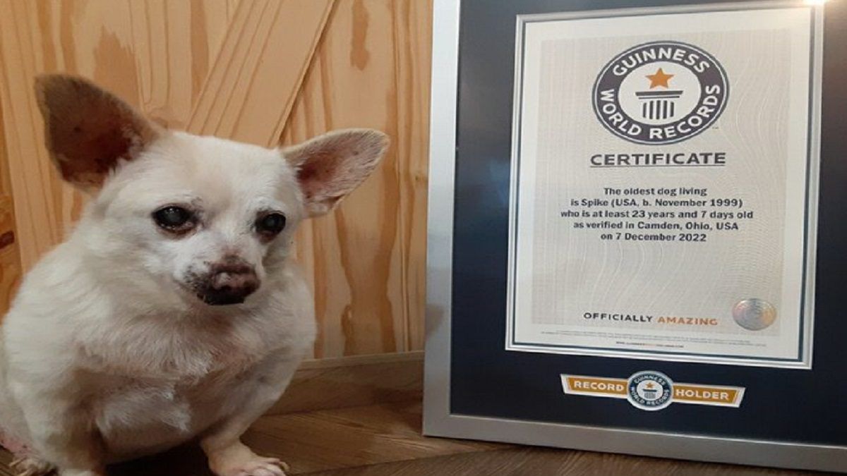 ¡QUÉ TERNURA! Este es Spike, el perrito más viejo del mundo