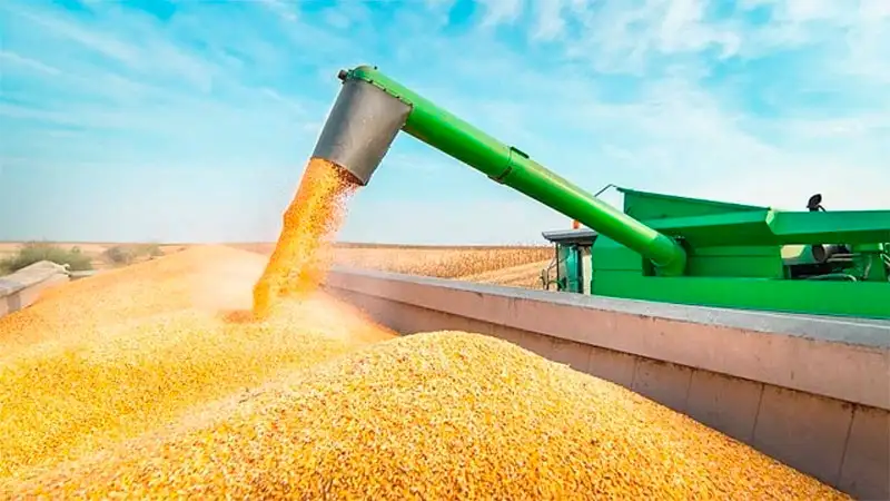 El gobierno exige nuevos requisitos para las exportaciones de maíz