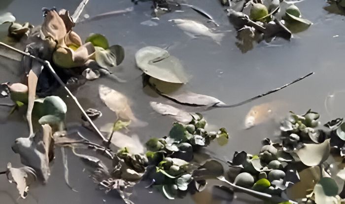 mortandad de peces