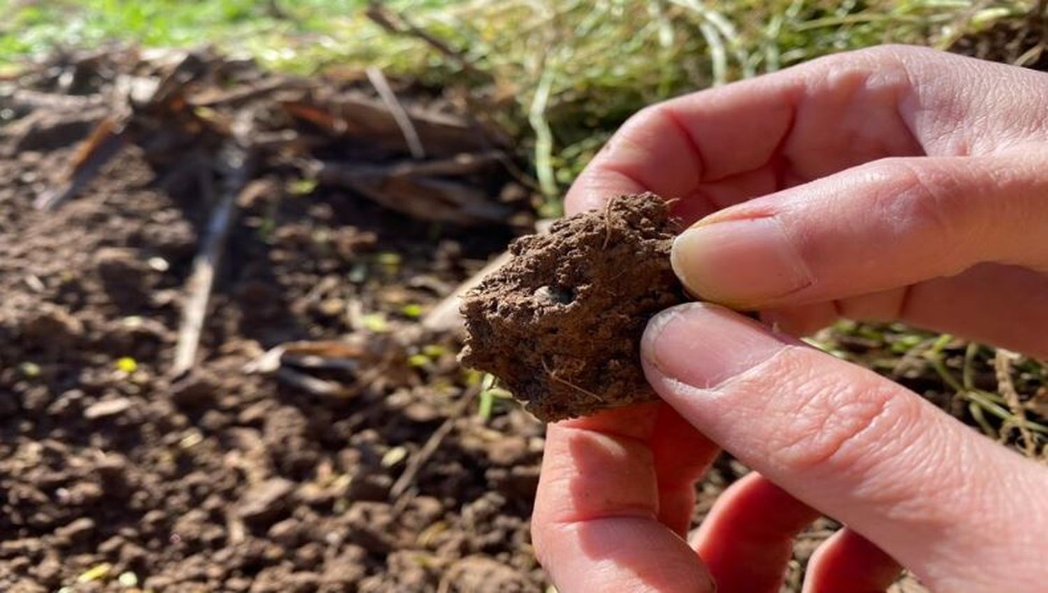 Estiman que la producción de biomasa debería crecer 11% para que los suelos no pierdan más carbono