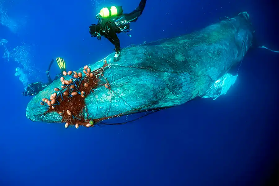 Impactantes imágenes de una ballena enredada: intentaron salvarla pero tuvieron que sacrificarla