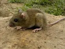 Hantavirus.