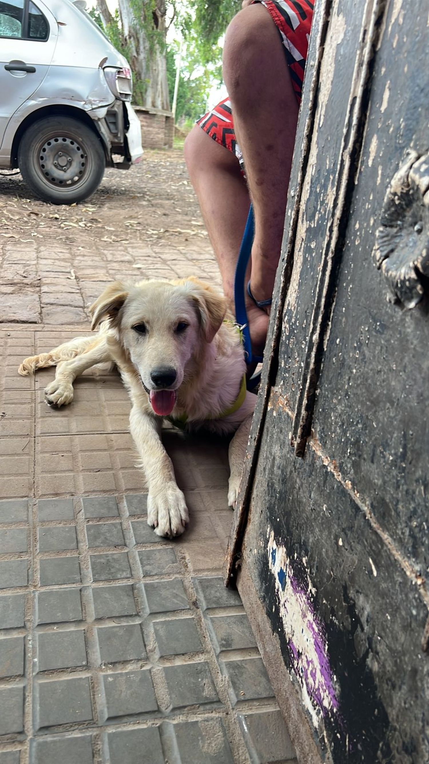 Mascota León
