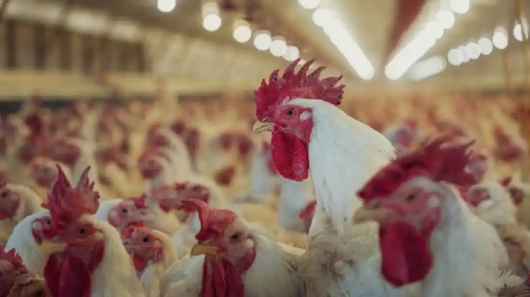 SENASA detectó un caso de influenza aviar altamente patógena H5 en un establecimiento de Buenos Aires