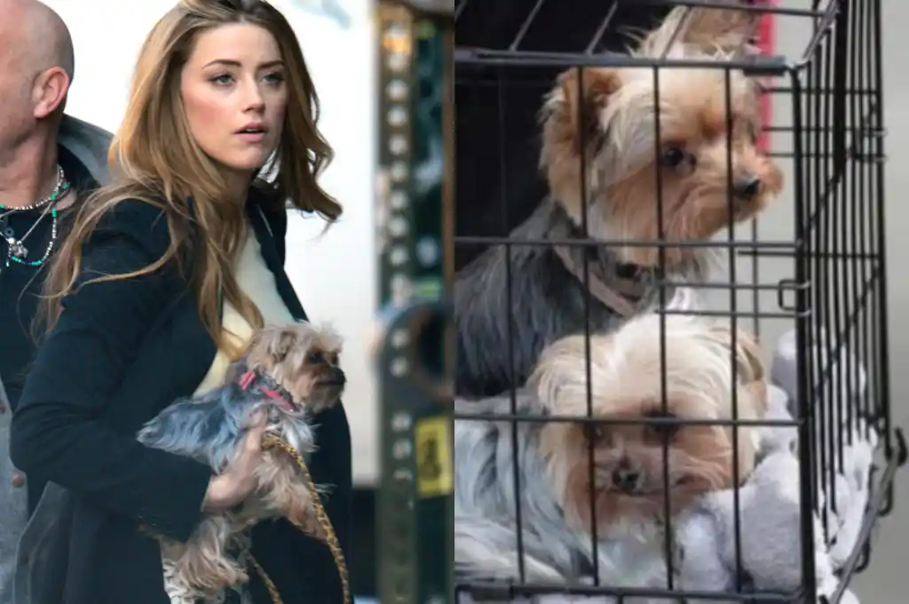 Amber Heard podría ir presa hasta 14 años por tráfico de perros