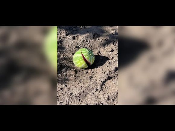 Video: hurto y daños en los campos