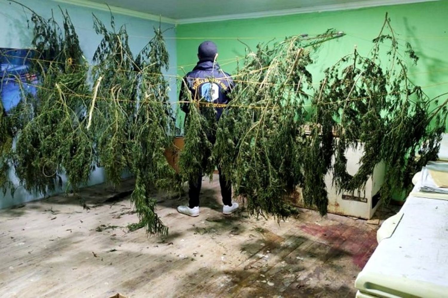 En la planta alta de una carnicería hallaron 7 kilos de hojas de marihuana