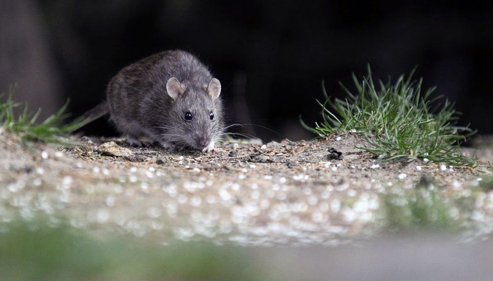 Confirman un caso de hantavirus en Bragado