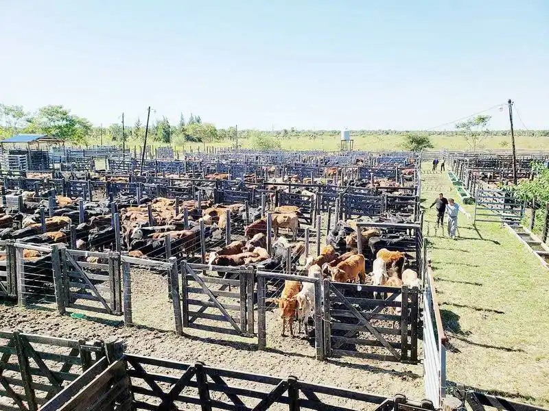 Medio centenar de productores paipperos
participaron en el remate de Laguna Blanca