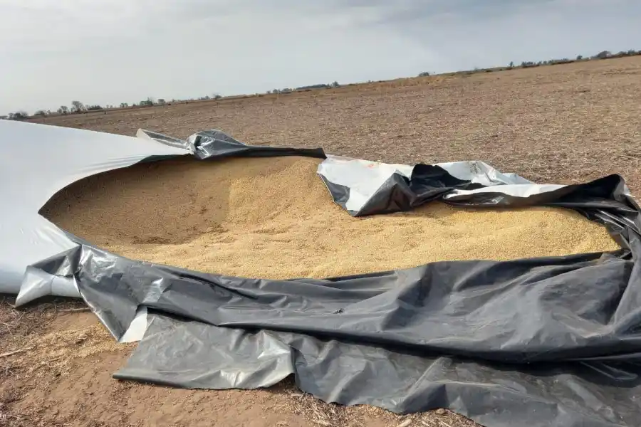 Rompieron un silobolsa y robaron 20 toneladas de Soja: las pérdidas económicas son significativas