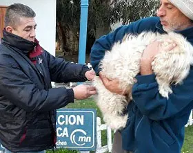 Antirrrábica para más de mil perros