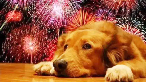 Consejos para proteger a tus mascotas durante las fiestas de fin de año
