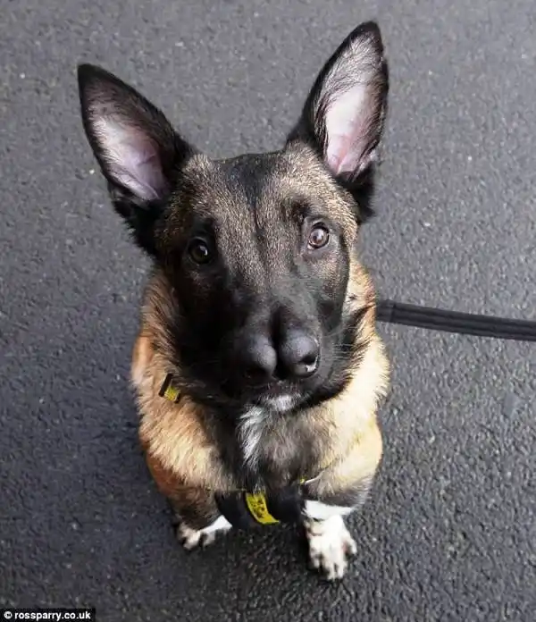 El perro que nadie quiere adoptar porque tiene dos narices