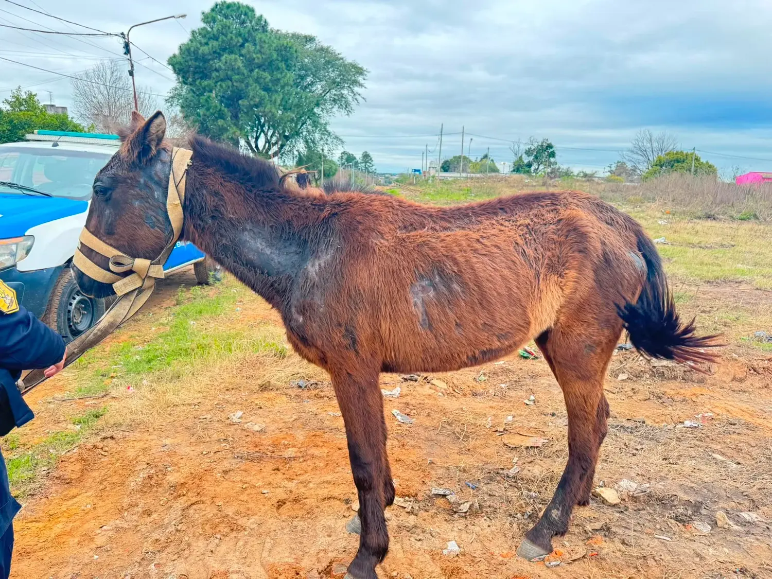 Intervinieron por un equino en mal estado y dispusieron su traslado
