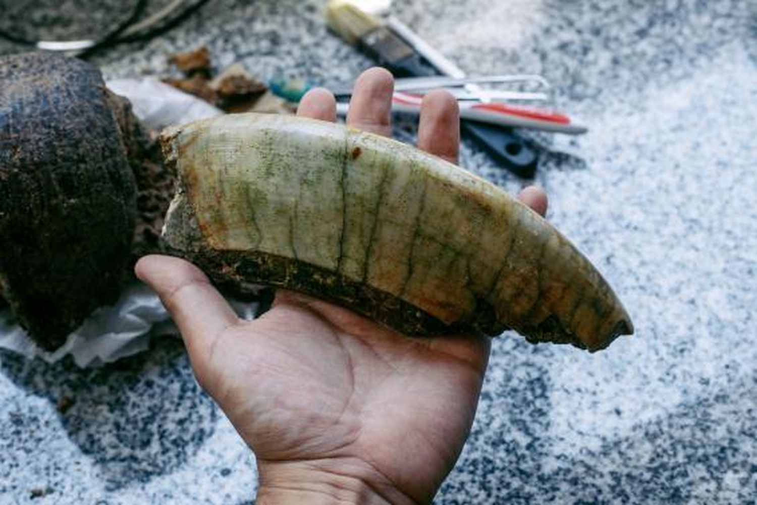 Mar del Plata. Un joven encontró un diente de un toxodon