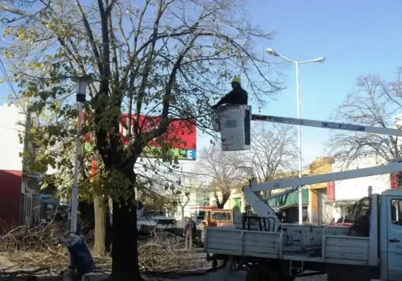 El arbolado público solo puede podarse con autorización municipal