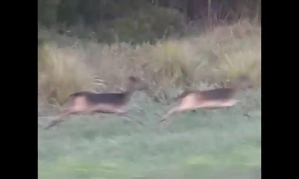 ¿Eran venados? ¿Qué eran los animales que divisó un conductor por avenida Don Bosco?