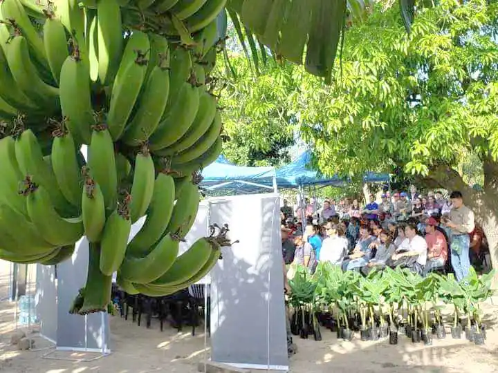 Fortalecen la producción bananera y se 
proyectan obras estratégicas para el sector