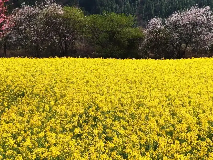 Colza, camelina y carinata lideran la revolución de los biocombustibles en Argentina.