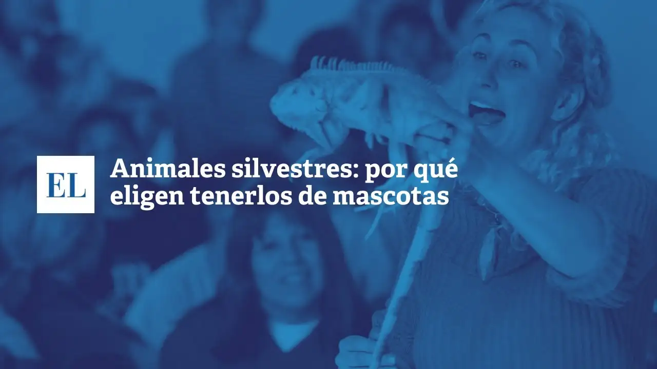 Animales silvestres: por qué eligen tenerlos de mascotas