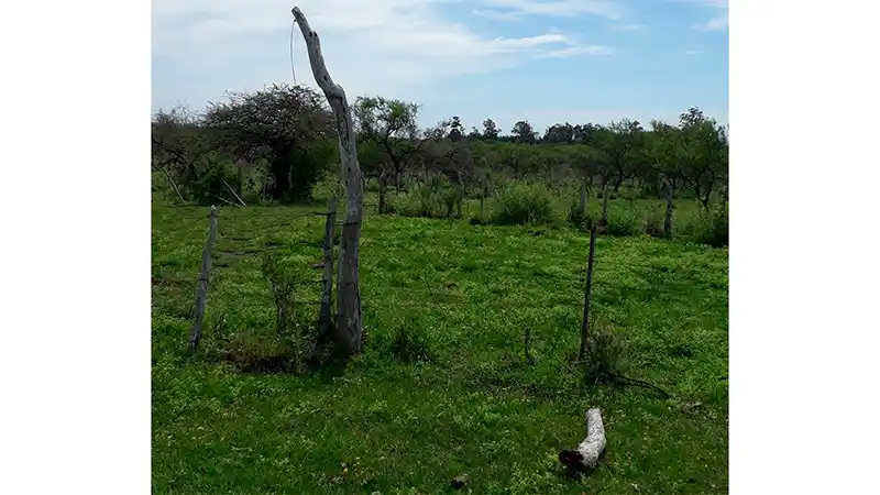 Un hombre murió tras recibir un insólito golpe en la cabeza