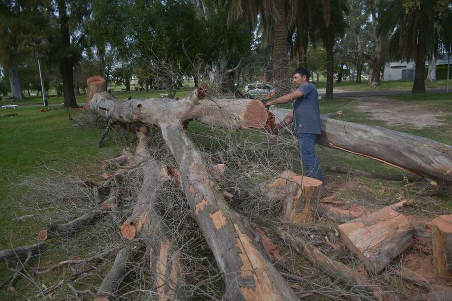 Desde Paseos y Jardines trabajaron en el Parque Quintana