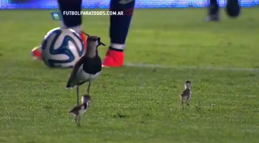 Una familia de teros interrumpió el partido entre Arsenal y San Lorenzo en Sarandí