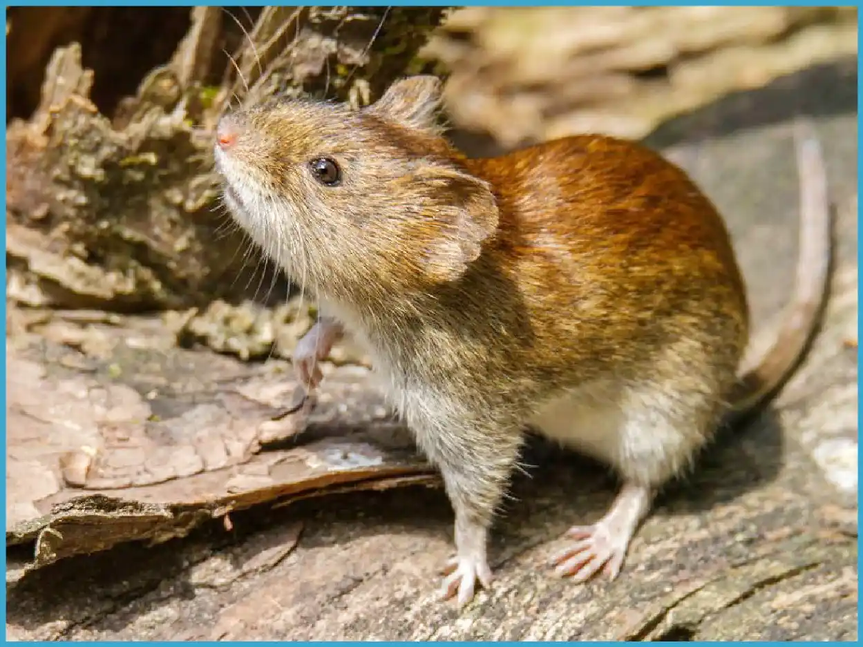 Un infectólogo confirmó que la cepa local del Hantavirus es “potencialmente mortal”