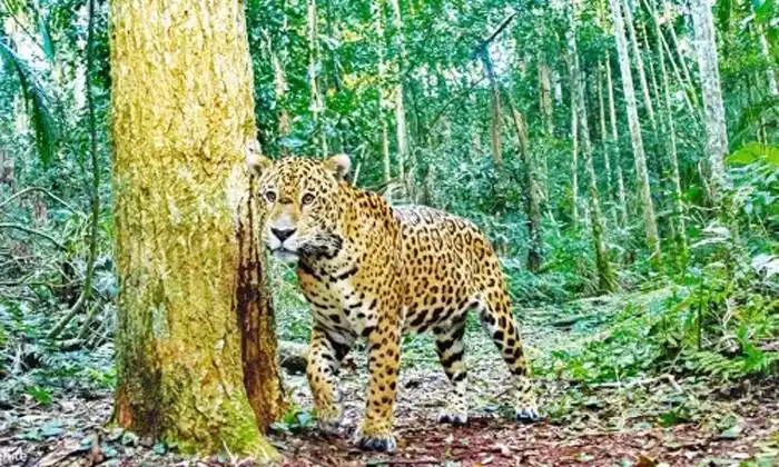 Lamentablemente no hay aumento de yaguaretés en Misiones 