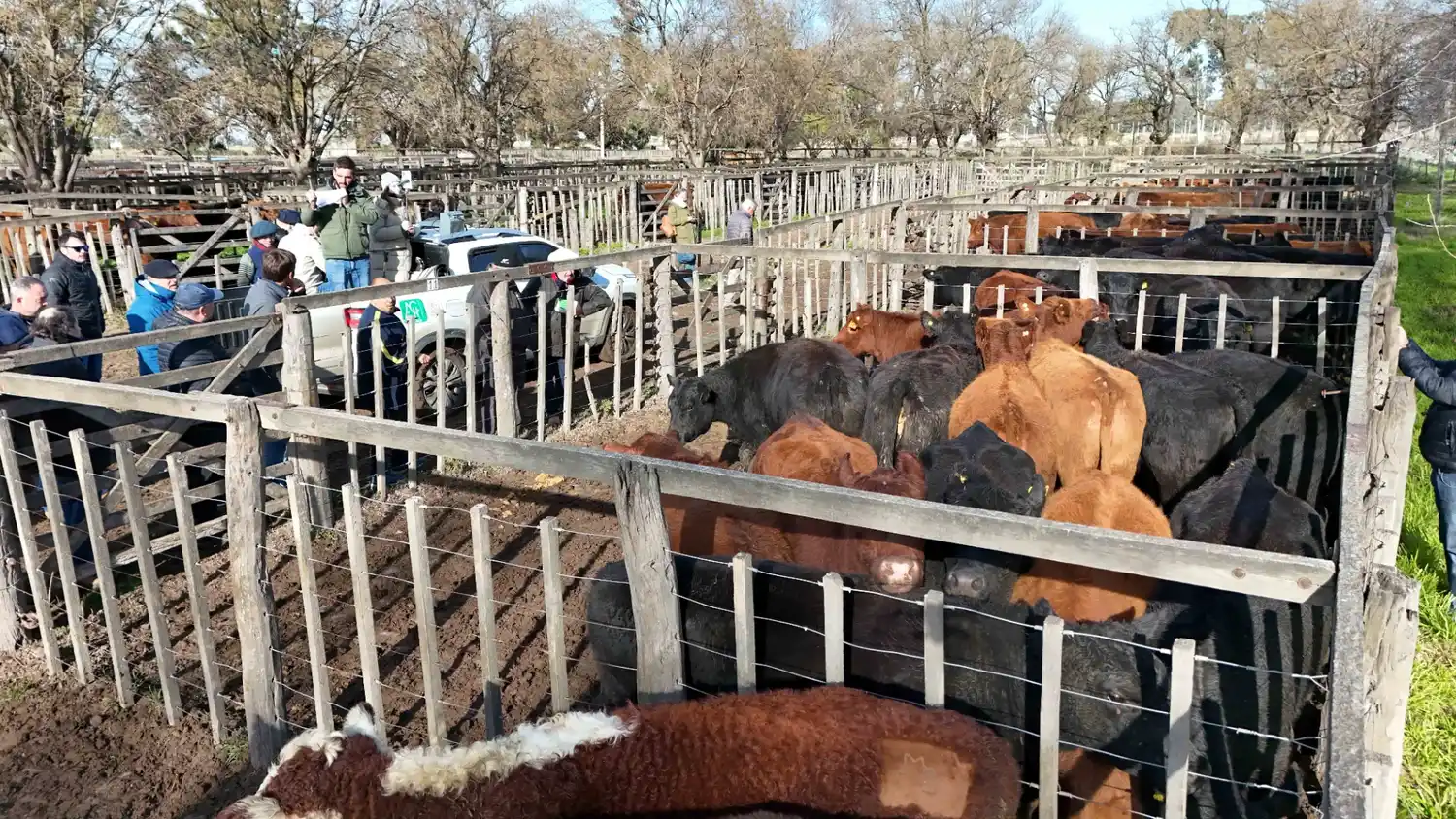 La vaca calentó la feria en Tres Arroyos