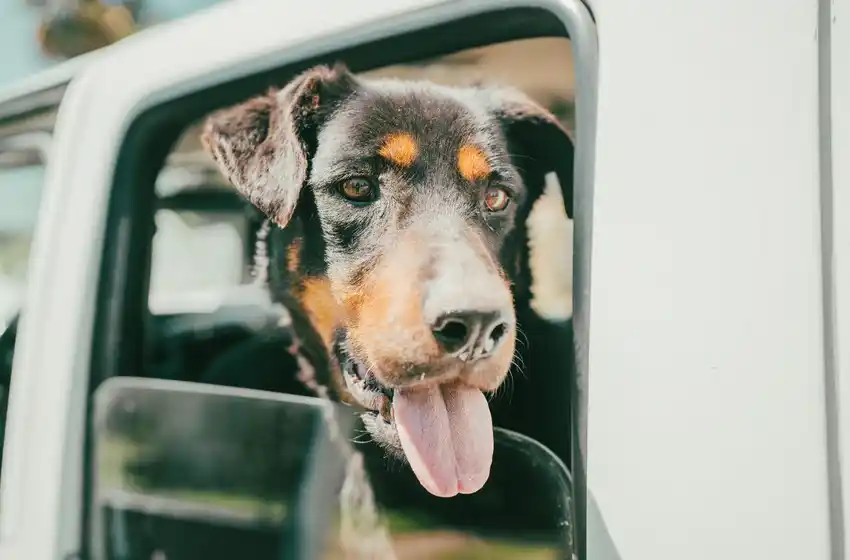 Rescataron una perra en situación de abandono y malnutrición