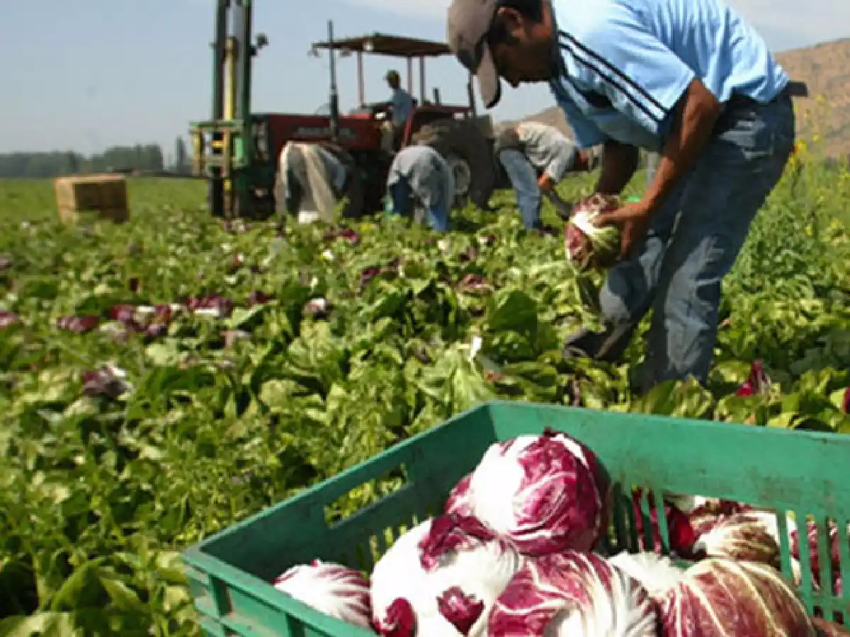 Coninagro pide reforma laboral y señala que "el 50% del empleo en el campo está en negro"