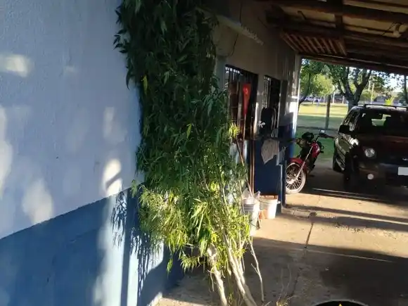 Descubren plantas de marihuana durante intervención policial por conflicto familiar