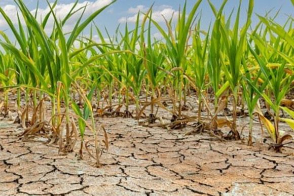 Sequía: declararon la finalización de la "La Niña", y las lluvias se podrían normalizar