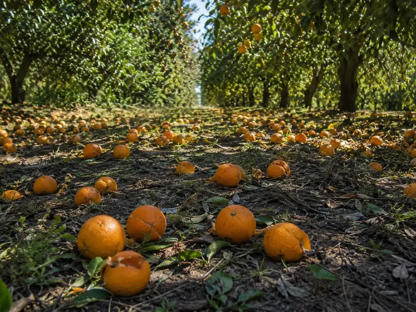 Melania Zorzi: “Hay un freno de consumo de citrus que asusta”
