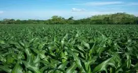 Crece la intención de siembra de maíz en Entre Ríos
