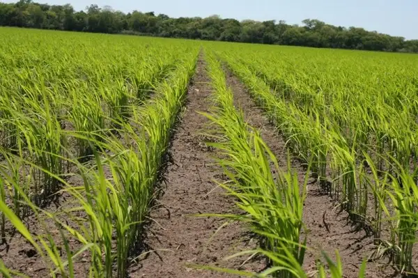 El Estado otorgaría subsidios al sector arrocero que sigue con números en rojo