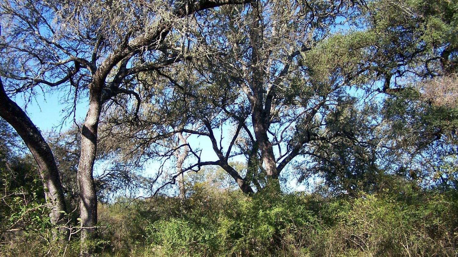 El gobernador presentó un anteproyecto para una nueva Ley del Árbol