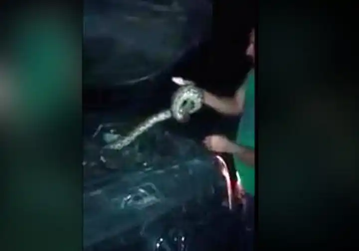 Vera: hallan una lampalagua en el motor de un auto