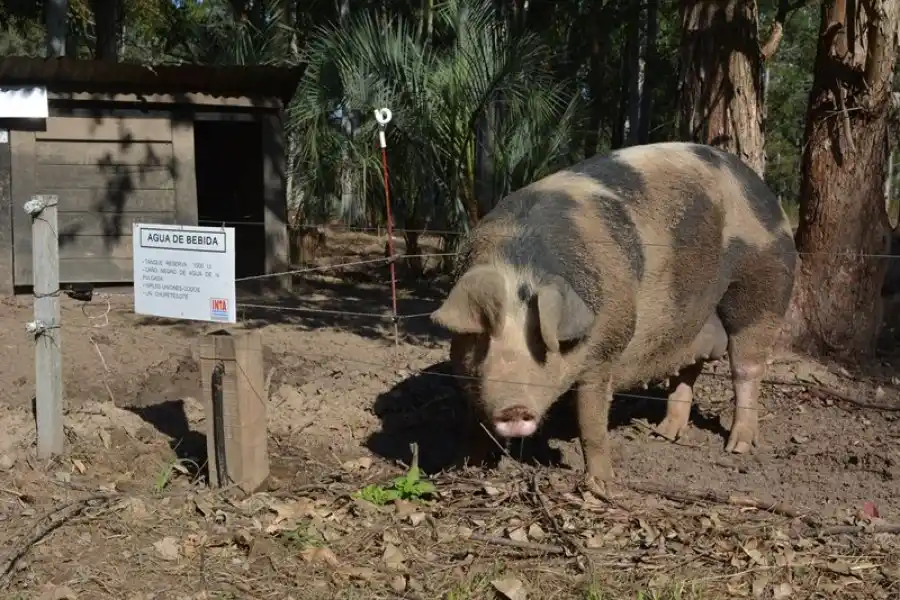 Increíble: un hombre fue atacado por un cerdo y su estado es gravísimo