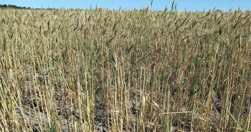 Pocas chances de que se encadene una nueva Niña.
