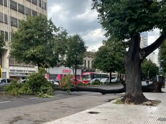 Uno de los árboles caídos