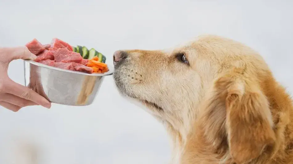 Desinformados. Según la columnista de Lo Dije o Lo Pensé, Candela Bonaura, las personas no conocen sobre alimentación en animales