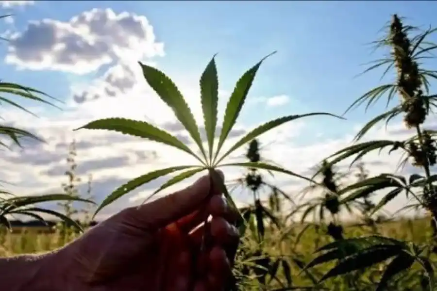 Argentina cosechará cáñamo industrial después de 50 años