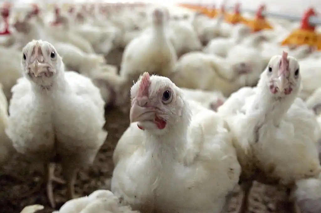 Países Bajos sacrificará 215.000 gallinas tras detectar casos de gripe aviaria