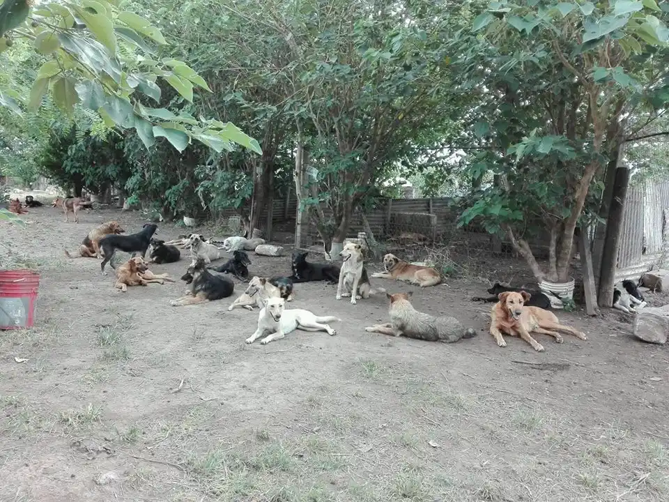 El trabajo voluntario no está en cuarentena