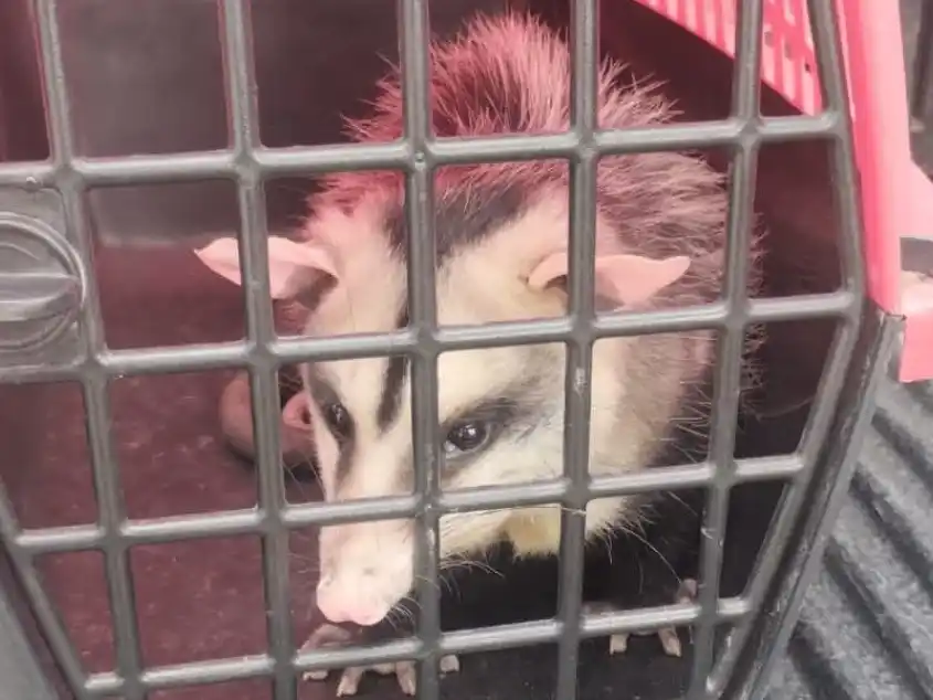 La Municipalidad informó que se registraron 112 rescates de animales en lo que va del año en Rosario.