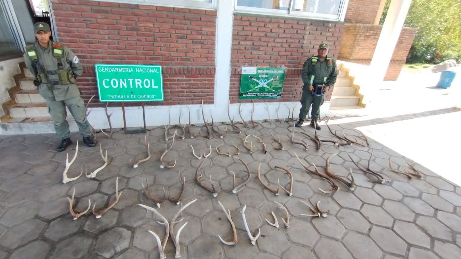 57 astas de ciervo de la especie "cervus elaphus"