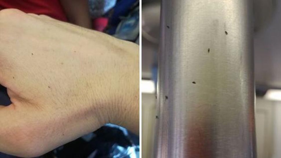 Un asco: Suspenden el servicio del Tren San Martín por una plaga de pulgas y piojos