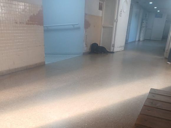 Debate por la presencia de animales en el Hospital: ¿acompañantes terapéuticos o problema sanitario?
